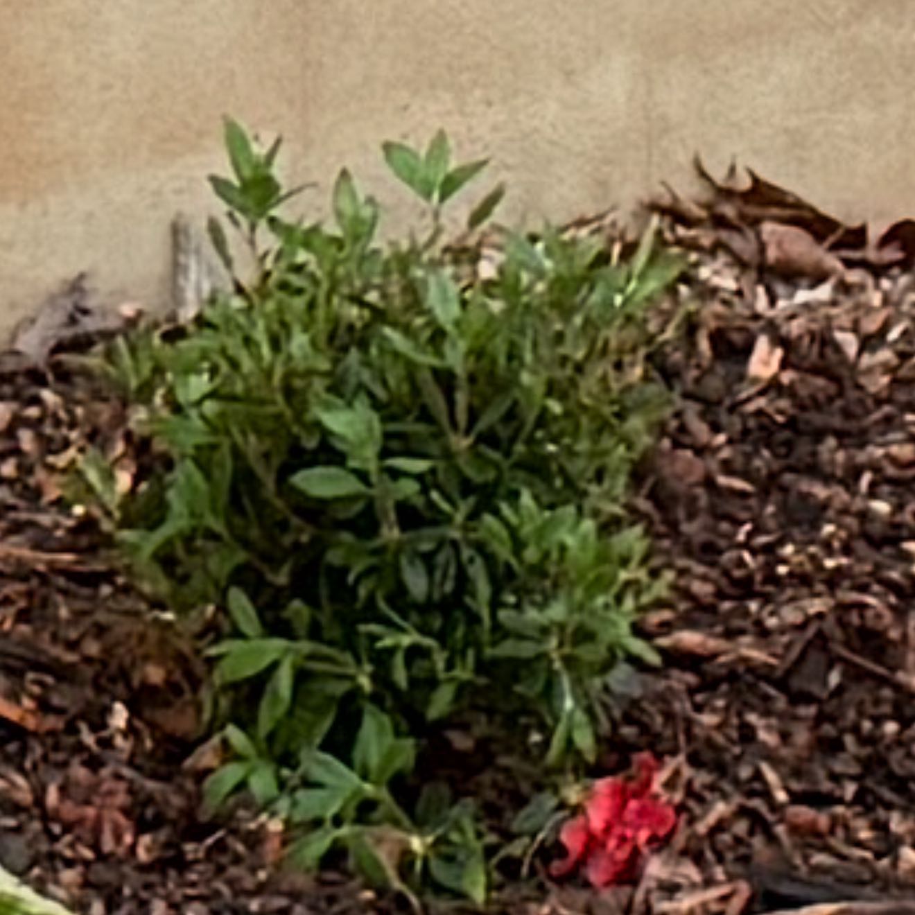 Photo of the plant species Encore Azalea 'Autumn Embers' by @SirHarebell64 named Eva on Greg, the plant care app