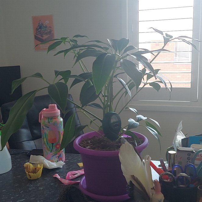 Photo of the plant species Umbrella Tree by @TrustingNoni named Sir Plancelot on Greg, the plant care app