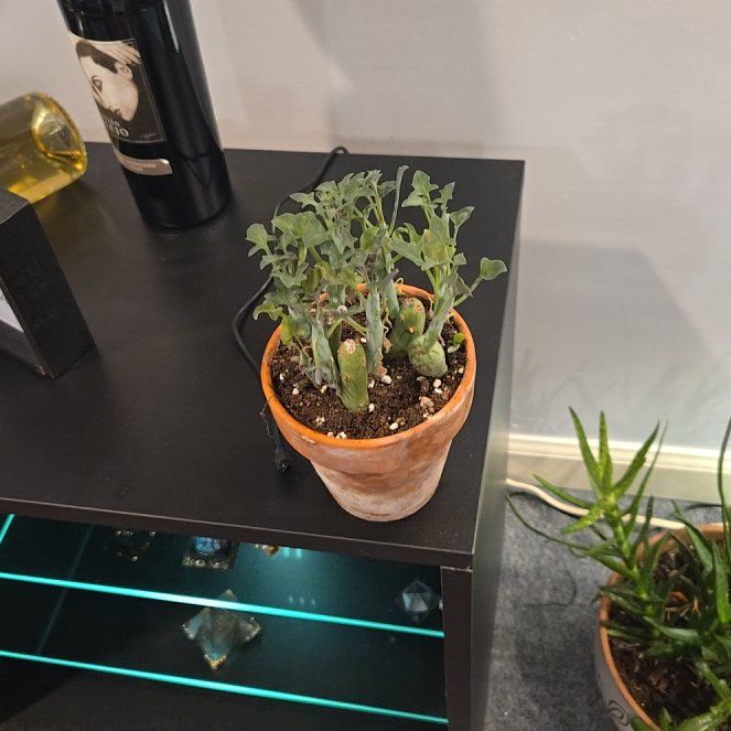 Photo of the plant species Candle Plant by @ElderKeylime66 named Harper on Greg, the plant care app