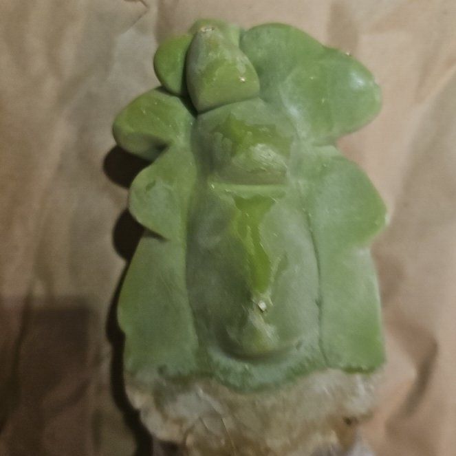 Photo of the plant species Totem Pole Cactus 'Album' by @YesBabytoes69 named Totie on Greg, the plant care app