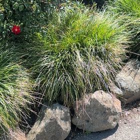 Photo of the plant species Crimson Fountaingrass by @CalmingGarlic38 named Remington on Greg, the plant care app