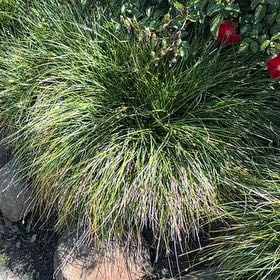 Photo of the plant species Slender Club-Rush by @CalmingGarlic38 named Sir Plancelot on Greg, the plant care app