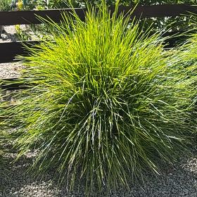 Photo of the plant species Slender Club-Rush by @CalmingGarlic38 named Forrest on Greg, the plant care app