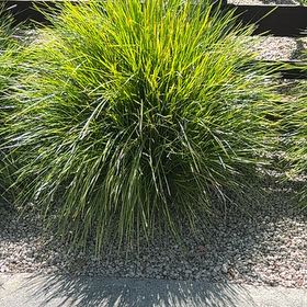 Photo of the plant species Texas Sacahuista by @CalmingGarlic38 named Lebron on Greg, the plant care app