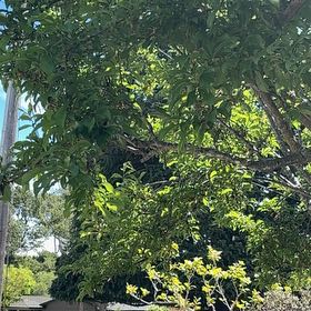 Photo of the plant species Sapote by @CalmingGarlic38 named Diana on Greg, the plant care app