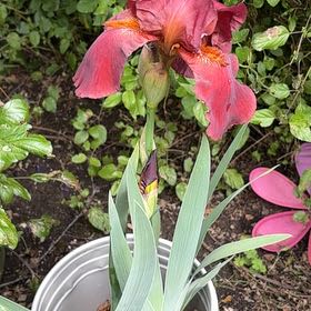 Photo of the plant species Crimean Iris by @CalmingGarlic38 named Robert Plant on Greg, the plant care app