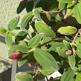 Photo of the plant species Pleroma urvilleanum by @CalmingGarlic38 named Bruce Lee on Greg, the plant care app