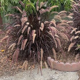 Photo of the plant species Crimson Fountaingrass by @CalmingGarlic38 named Mando on Greg, the plant care app