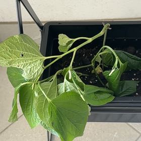 Plant care for Swartz's Pepper on Greg, the plant care app