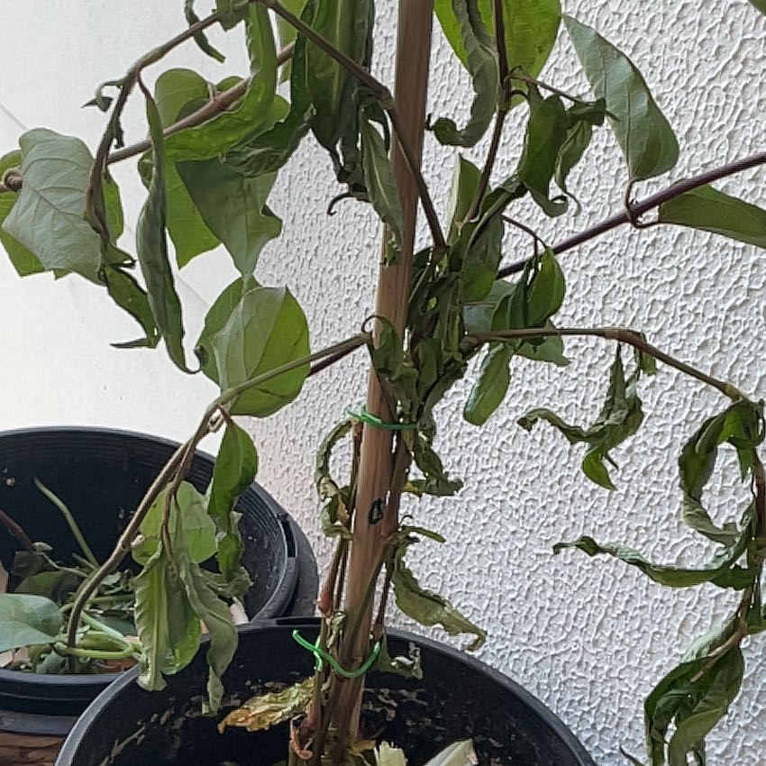 Photo of the plant species vietnamese coriander by @ClassyAster12 named Tupot amaroot on Greg, the plant care app