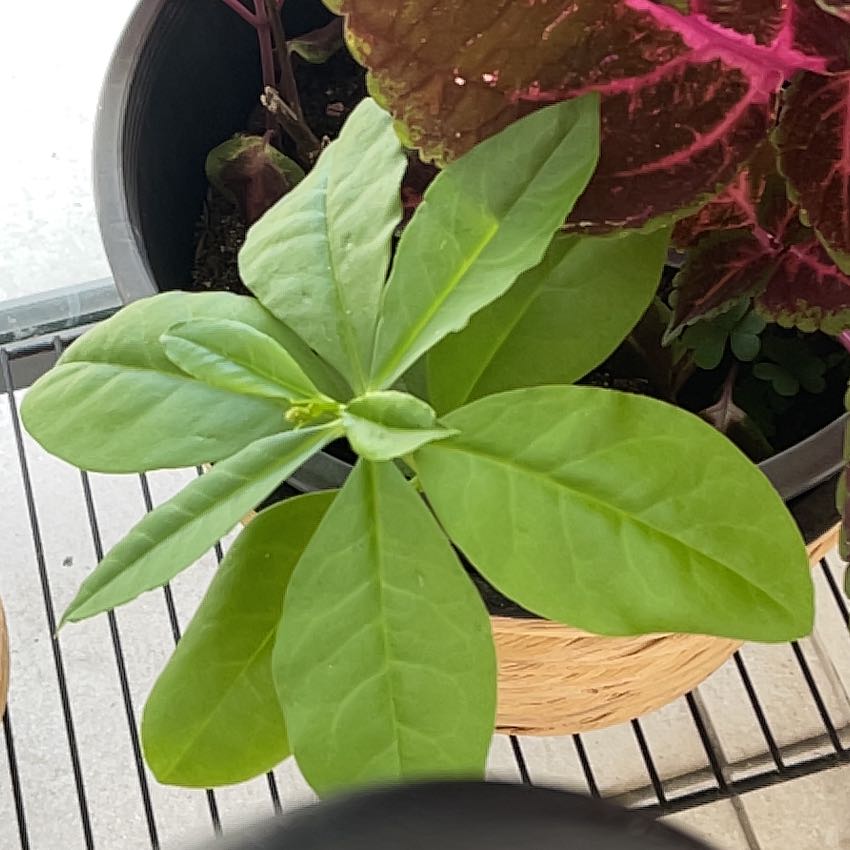 Photo of the plant species Vietnamese Ginseng by @ClassyAster12 named Coco on Greg, the plant care app