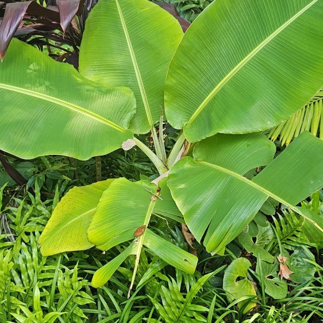 Photo of the plant species Cigar Plant by @ComicPuka64 named Madonna on Greg, the plant care app