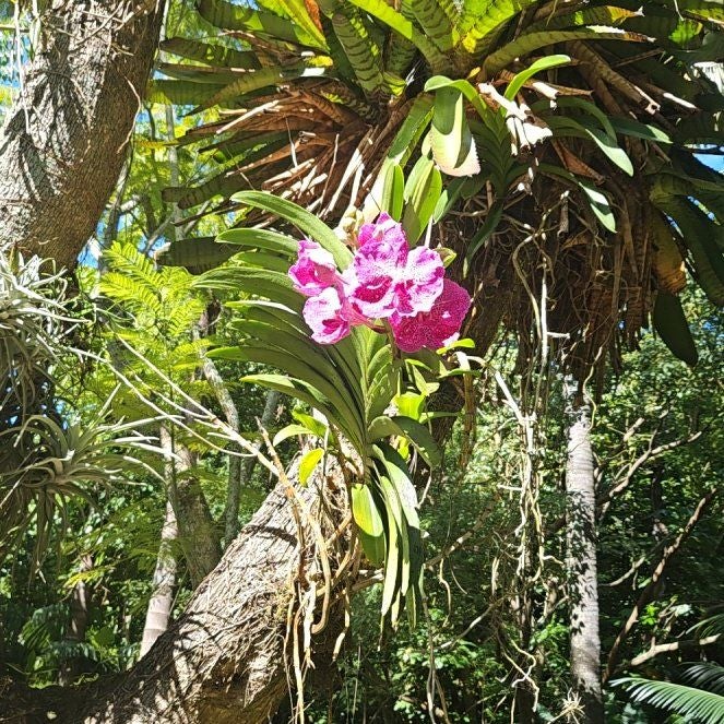 Photo of the plant species Bamboo Orchid by @ComicPuka64 named Sage on Greg, the plant care app