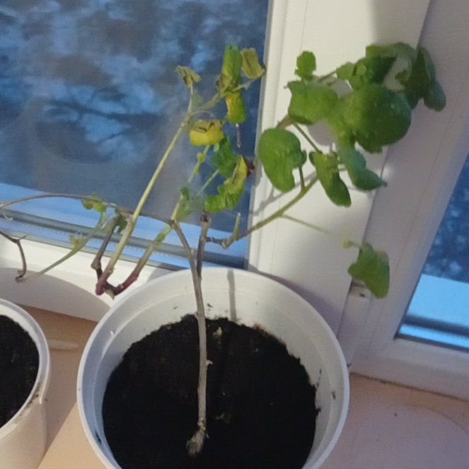 Photo of the plant species Komatsuna 'Tendergreen' by @FineAlmondtree named Luna on Greg, the plant care app