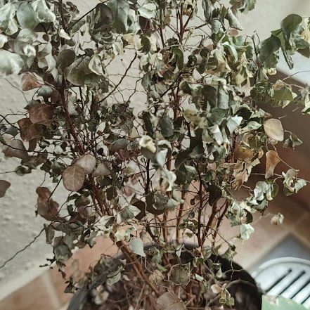 Photo of the plant species Brenia Snowbush by @LavishGray2 named Sahara on Greg, the plant care app