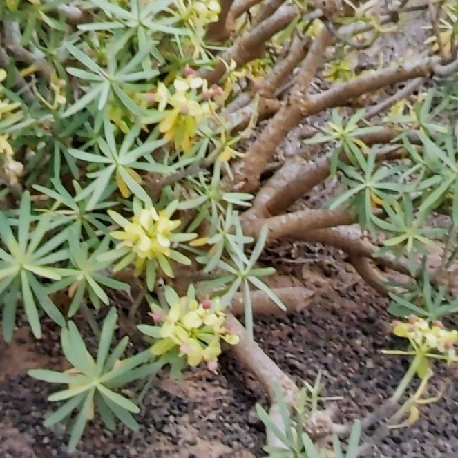 Photo of the plant species Winter Aconite by @HeadGageanator named Sonora on Greg, the plant care app