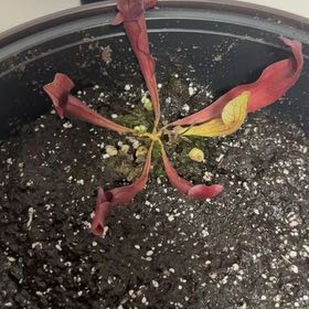 Photo of the plant species Sarracenia x chelsonii by @SociableCanna named Prince on Greg, the plant care app