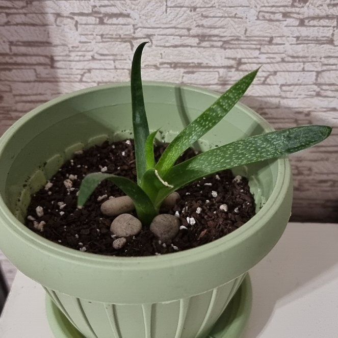 Photo of the plant species Lawyer's Tongue by @GreatBalticivy named Achilles on Greg, the plant care app