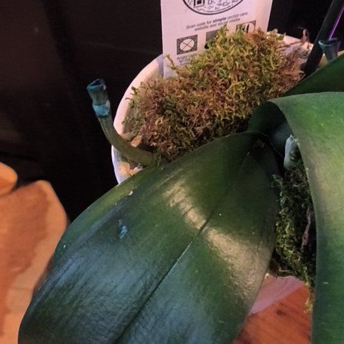 Photo of the plant species Blue Mystic Orchid by @PrimeBuffalonut named Emerson on Greg, the plant care app
