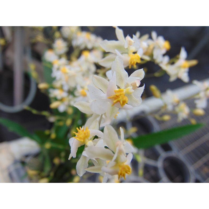 Photo of the plant species Oncidium HOF by @FineMaidengrass named Tsuki on Greg, the plant care app