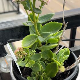 Photo of the plant species Sedum 'Autumn Fire' by @growvyberta named Bieber on Greg, the plant care app