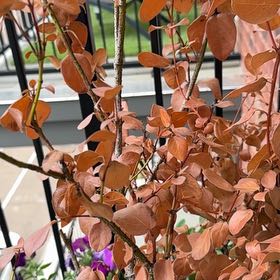 Photo of the plant species Metal Weed by @growvyberta named Naomi on Greg, the plant care app