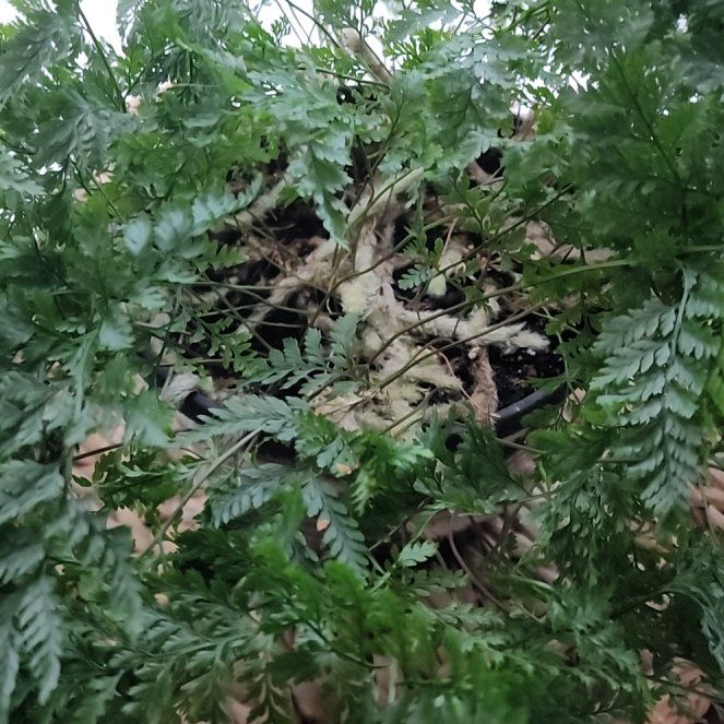 Photo of the plant species Rabbit Foot Fern by @FullDurangoroot named Sol on Greg, the plant care app