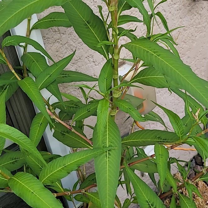 Photo of the plant species Willow Weed by @AceLippia36 named Nemo on Greg, the plant care app