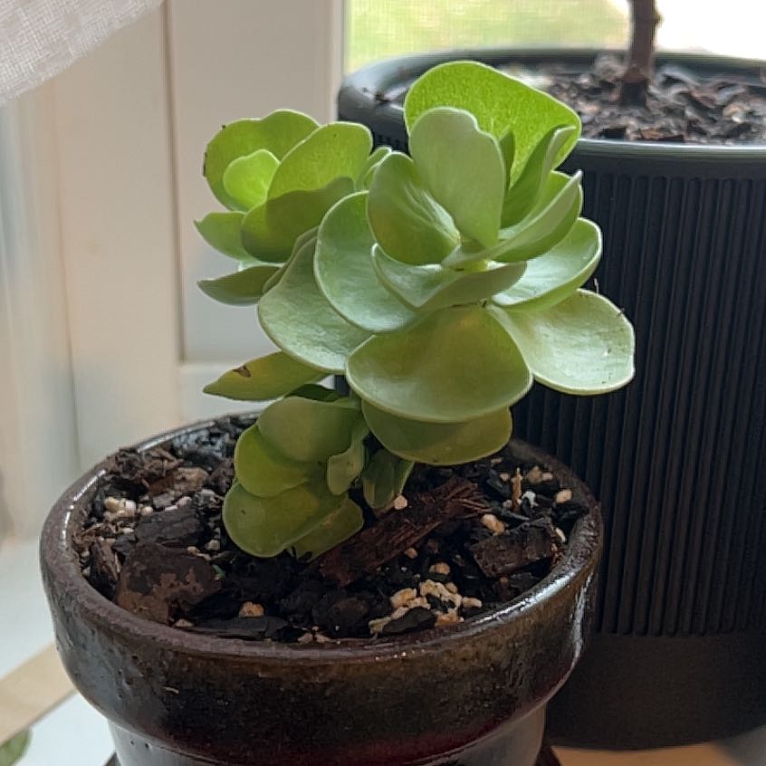 Photo of the plant species Portulaca molokiniensis 'Maraca' by @FairJoshuatree named Maya on Greg, the plant care app