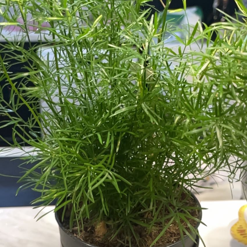 Photo of the plant species Emerald Feather Fern by @SeaMango named Taylor Swift on Greg, the plant care app