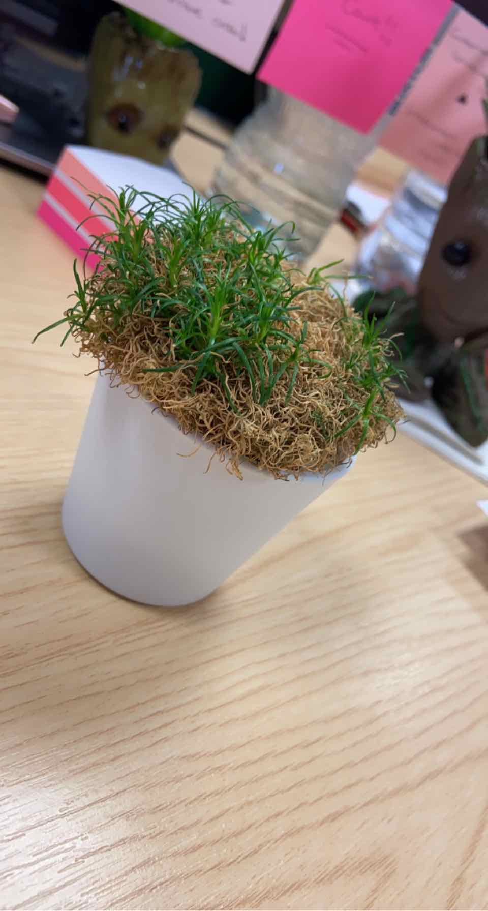 Potted Siberian Sea Thrift plant with green foliage and brown moss covering the soil.