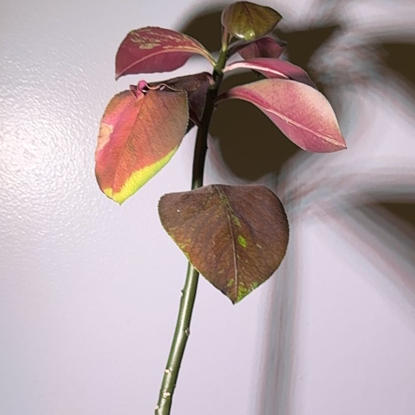 Photo of the plant species African Milk Bush by @RadLionsmane72 named Elfie (Elphaba) on Greg, the plant care app