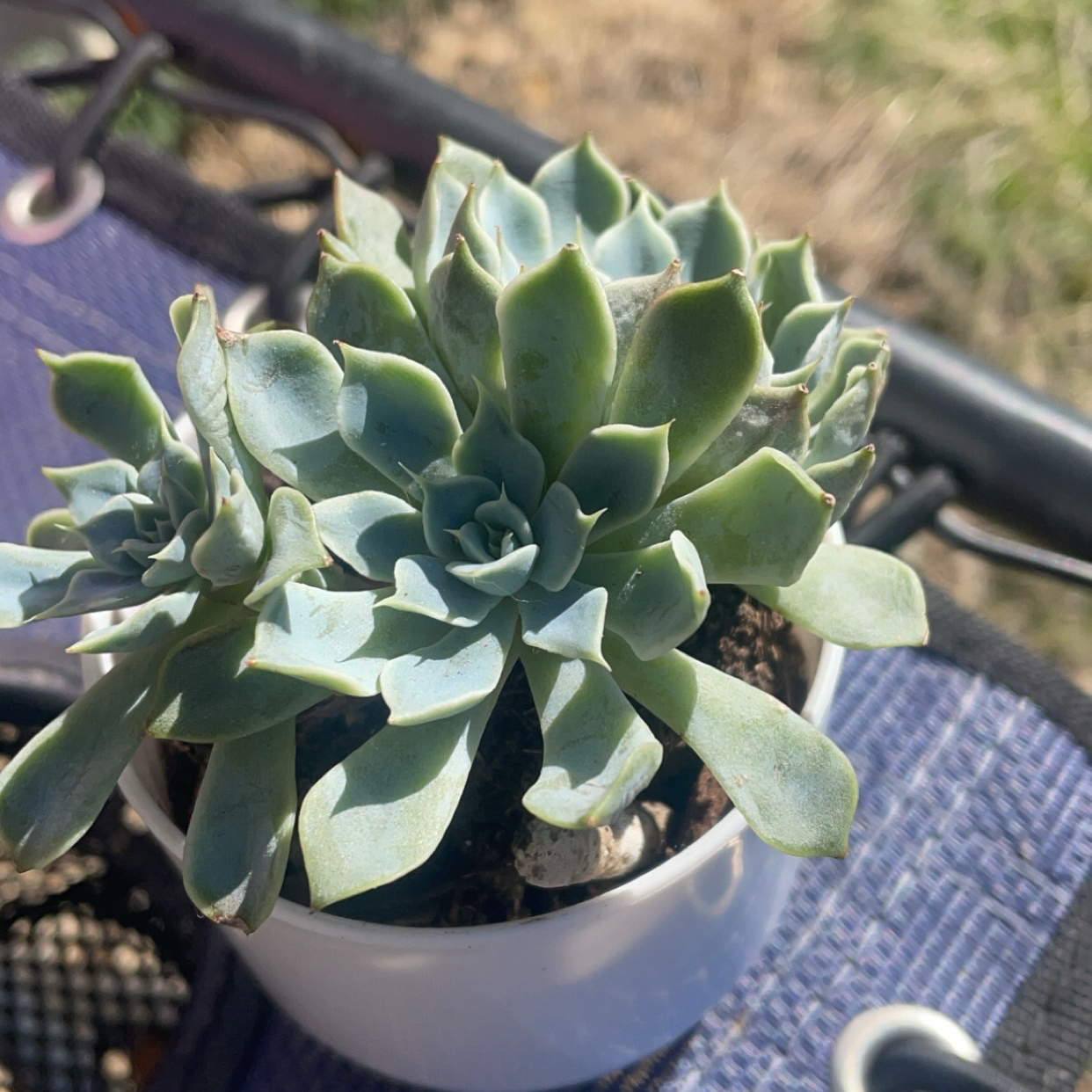 Photo of the plant species Echeveria Blue Atoll by @EcheveriaLove named Queen on Greg, the plant care app