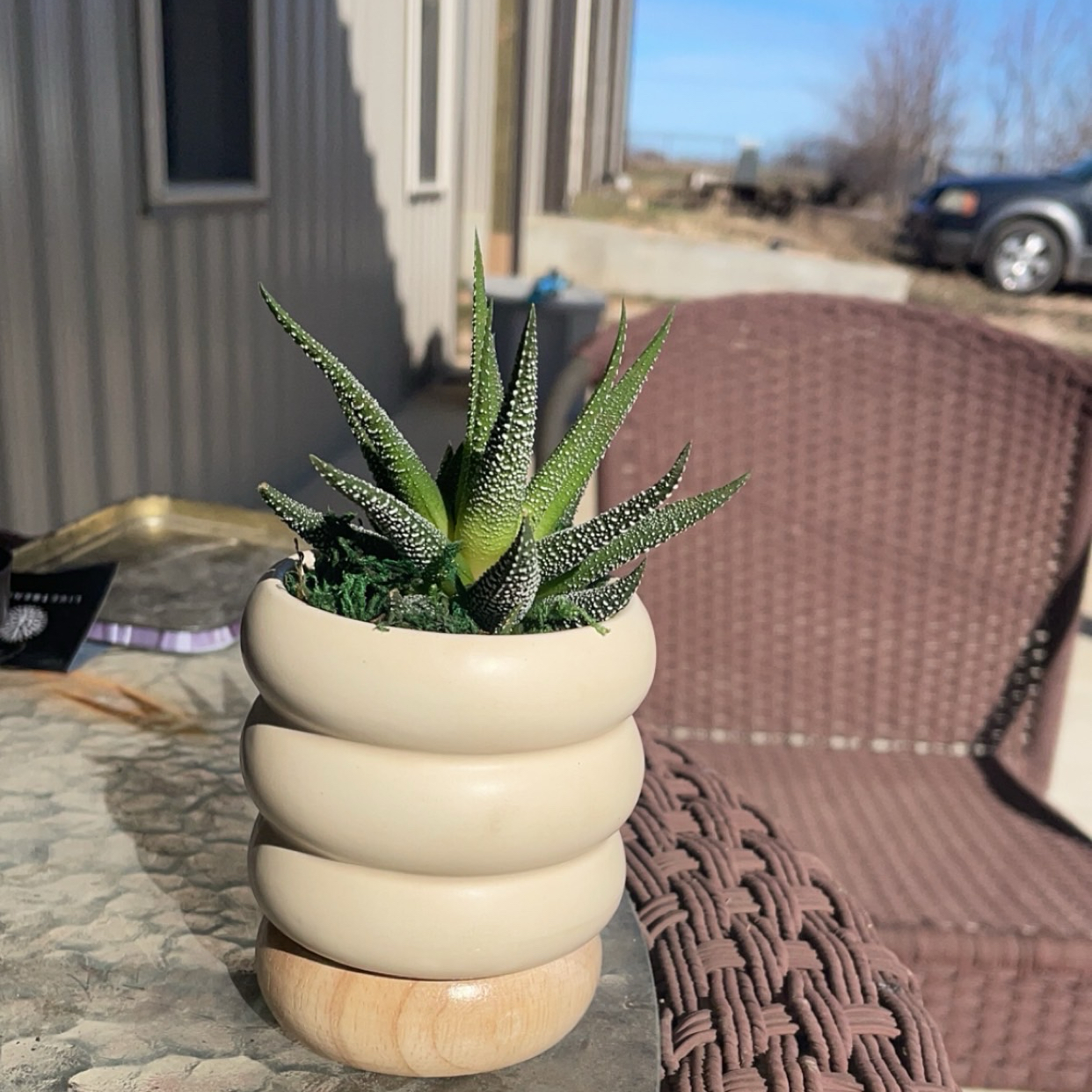 Photo of the plant species Hankey Dwarf Aloe by @EcheveriaLove named Maya on Greg, the plant care app
