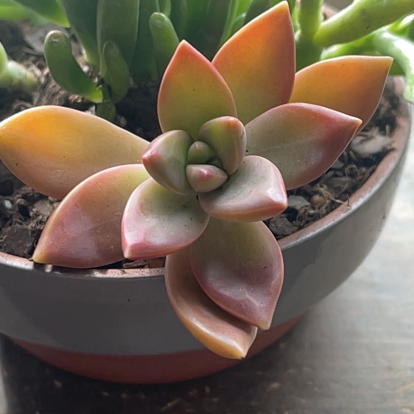 Photo of the plant species Graprosedum 'Bronze' by @EcheveriaLove named Kendall on Greg, the plant care app