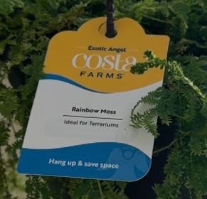 Photo of the plant species Delicate Thuidium Moss by @PotentialMira14 named Naomi on Greg, the plant care app