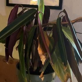 Photo of the plant species Stromanthe sanguinea 'Stripestar' by @SuccinctPlain named Leonardo on Greg, the plant care app
