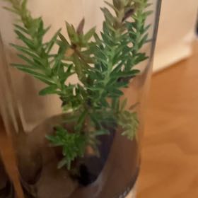 Photo of the plant species Coast Redwood 'Emily Brown' by @BuddingNoblefir named Luna on Greg, the plant care app
