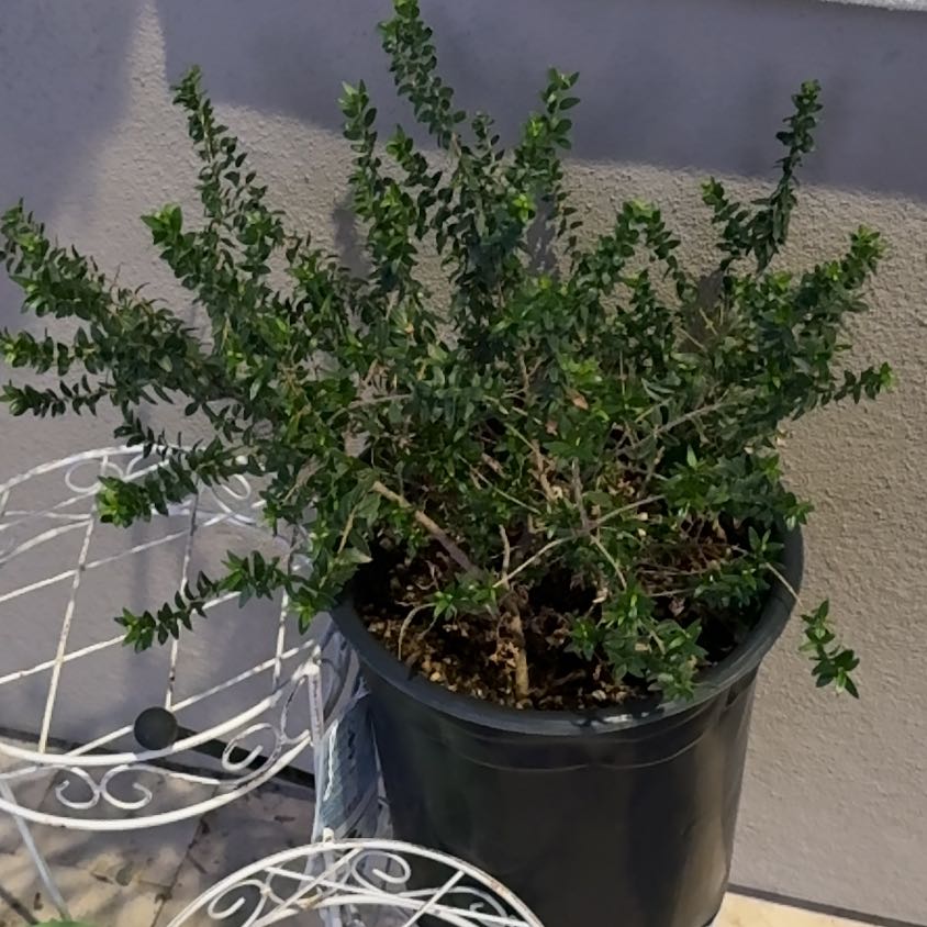 Photo of the plant species Mingo Dwarf Myrtle by @CleanSpanishfir named Khaleesi on Greg, the plant care app