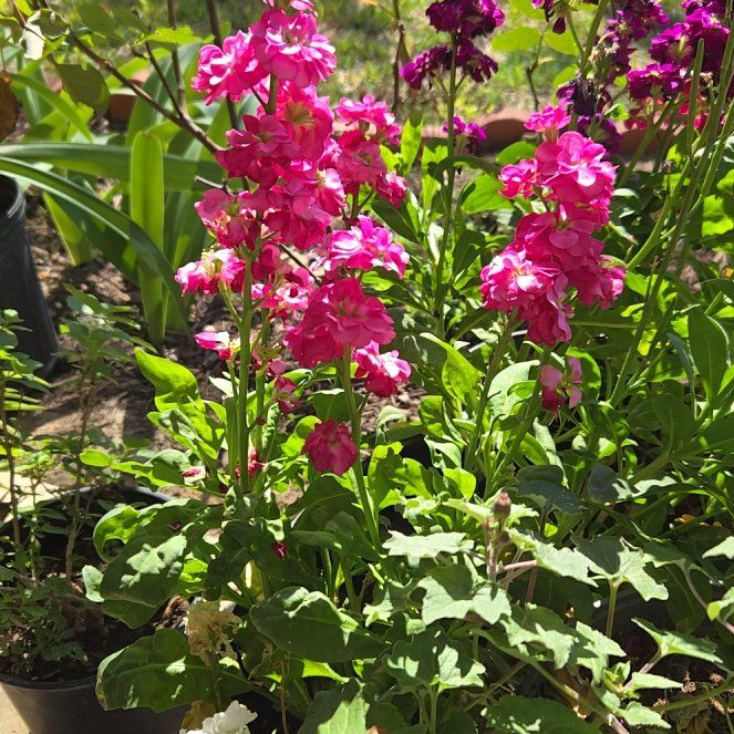 Photo of the plant species Garden Phlox by @AgileCoccoon40 named Morgan Treeman on Greg, the plant care app