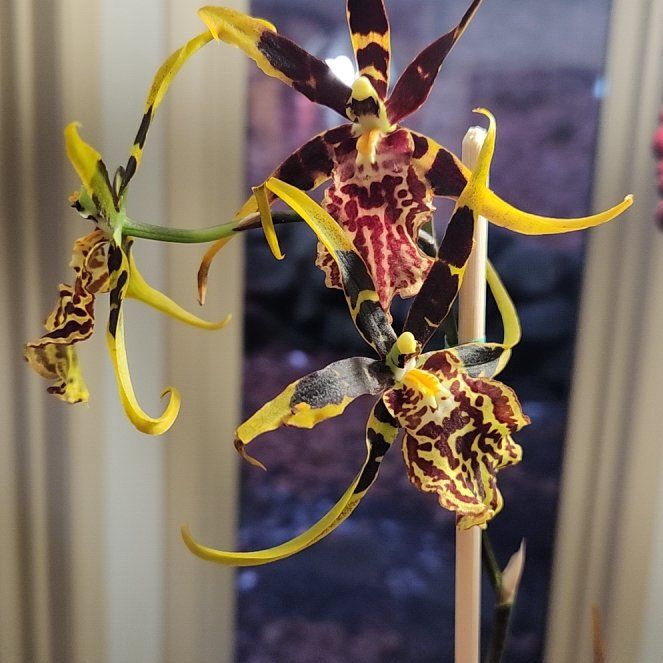 Photo of the plant species Mystic Maze Orchid by @LuckyOregano65 named Mystic on Greg, the plant care app