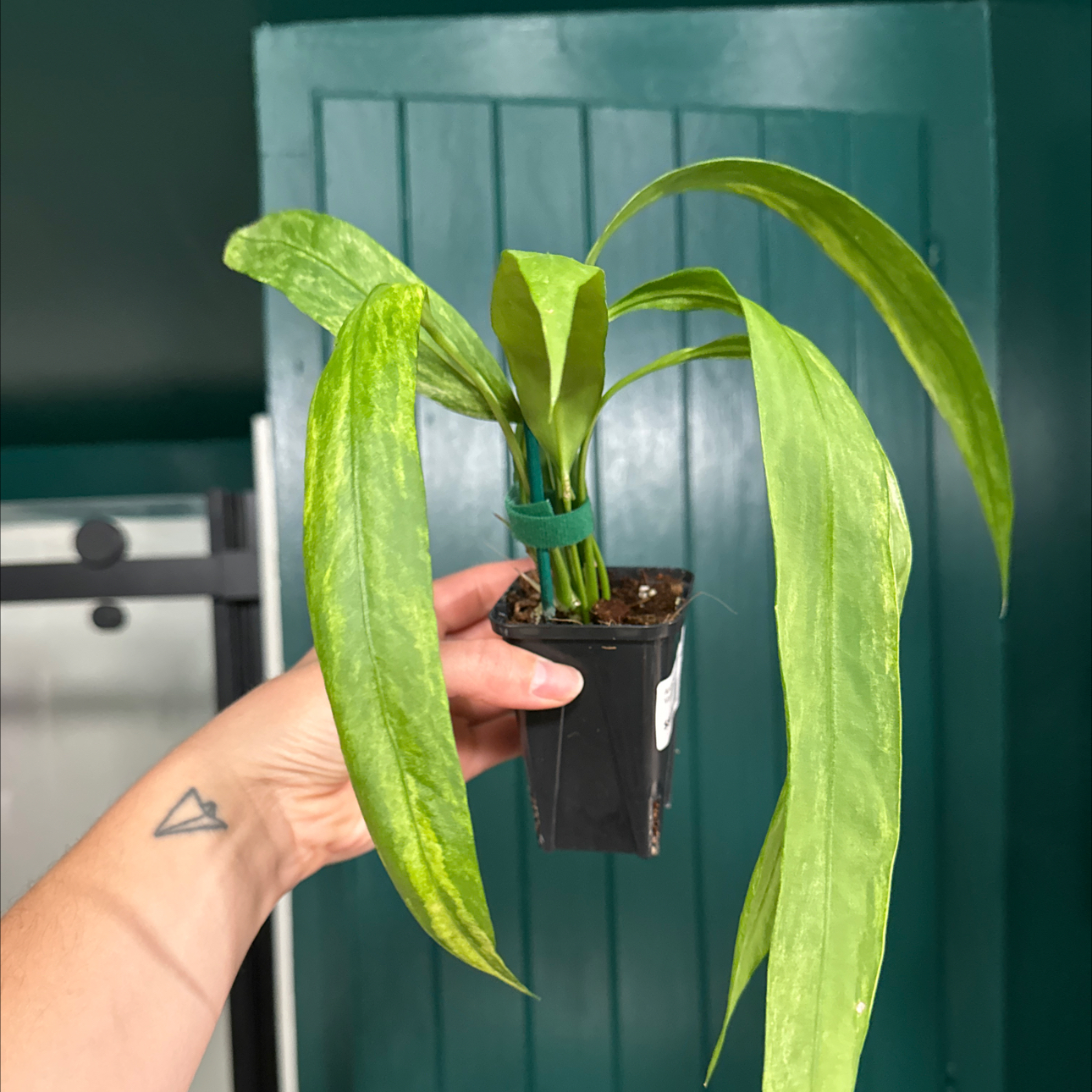 Photo of the plant species Anthurium Vittariifolium Variegated by @Dailysuperstar named Twiggy on Greg, the plant care app