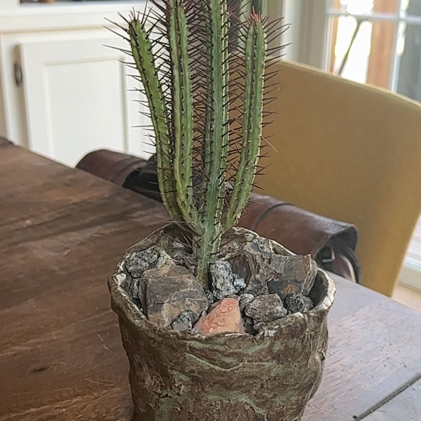 Photo of the plant species Pincushion by @Dailysuperstar named Sonora on Greg, the plant care app