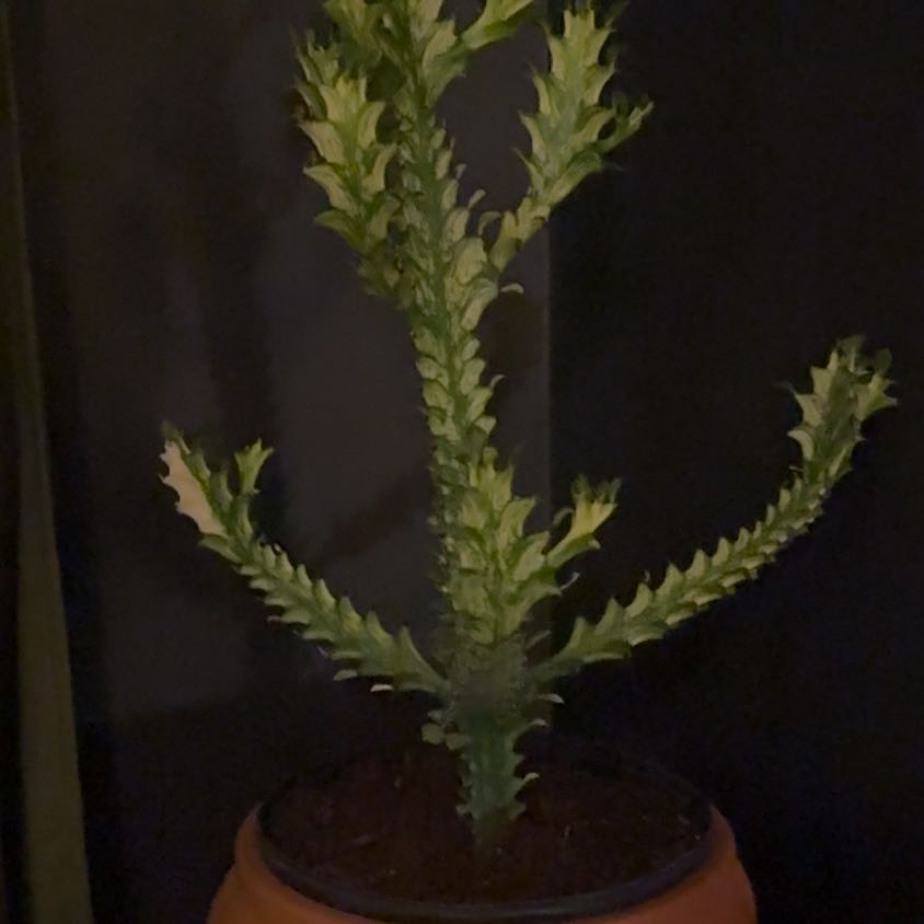 Photo of the plant species 'Ghost Cactus' by @Dailysuperstar named Slim on Greg, the plant care app