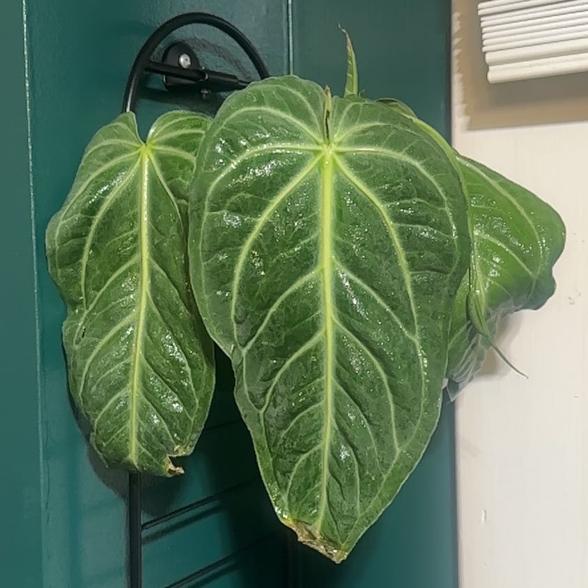 Photo of the plant species Anthurium villenoarum by @Dailysuperstar named Casey on Greg, the plant care app