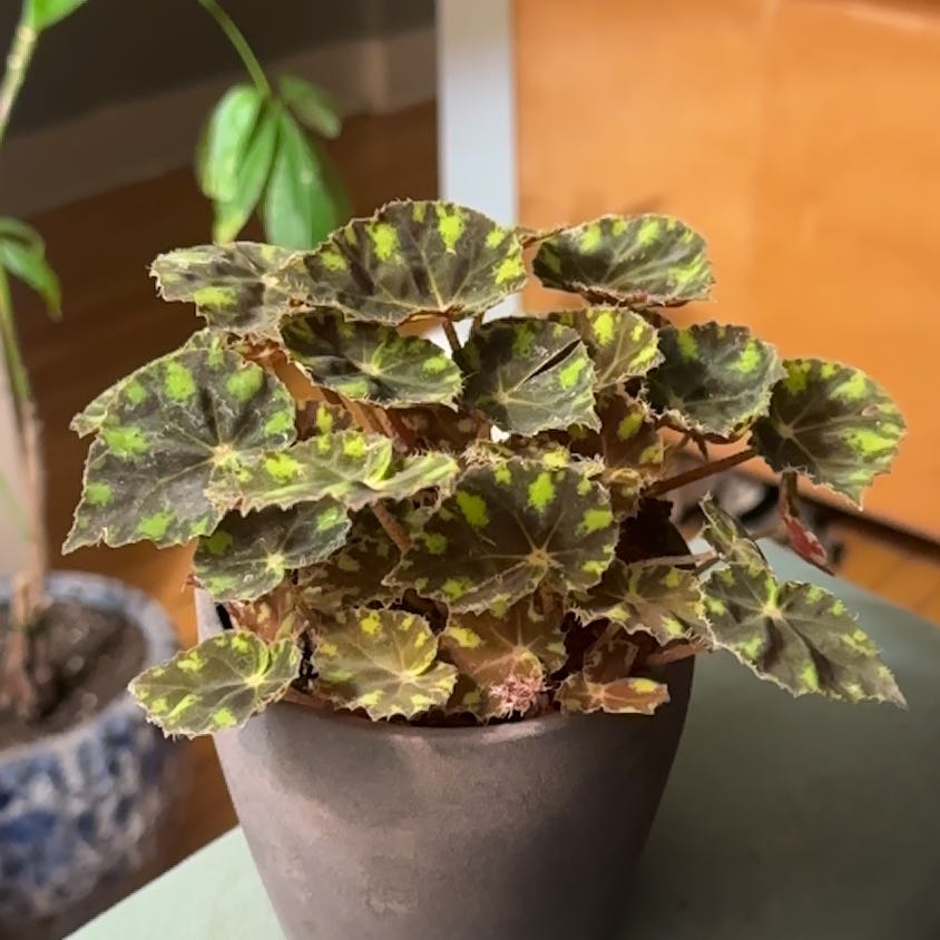 Photo of the plant species Begonia Tiger Paws by @Dailysuperstar named Tiger Paw on Greg, the plant care app