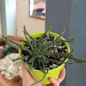 Photo of the plant species Medusa's Head Cactus by @Dailysuperstar named Medusa on Greg, the plant care app