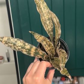 Photo of the plant species Black Gold Snake Plant by @Dailysuperstar named Gomez on Greg, the plant care app