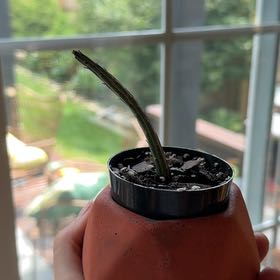 Photo of the plant species Pickle plant by @Dailysuperstar named Pickle Rick on Greg, the plant care app