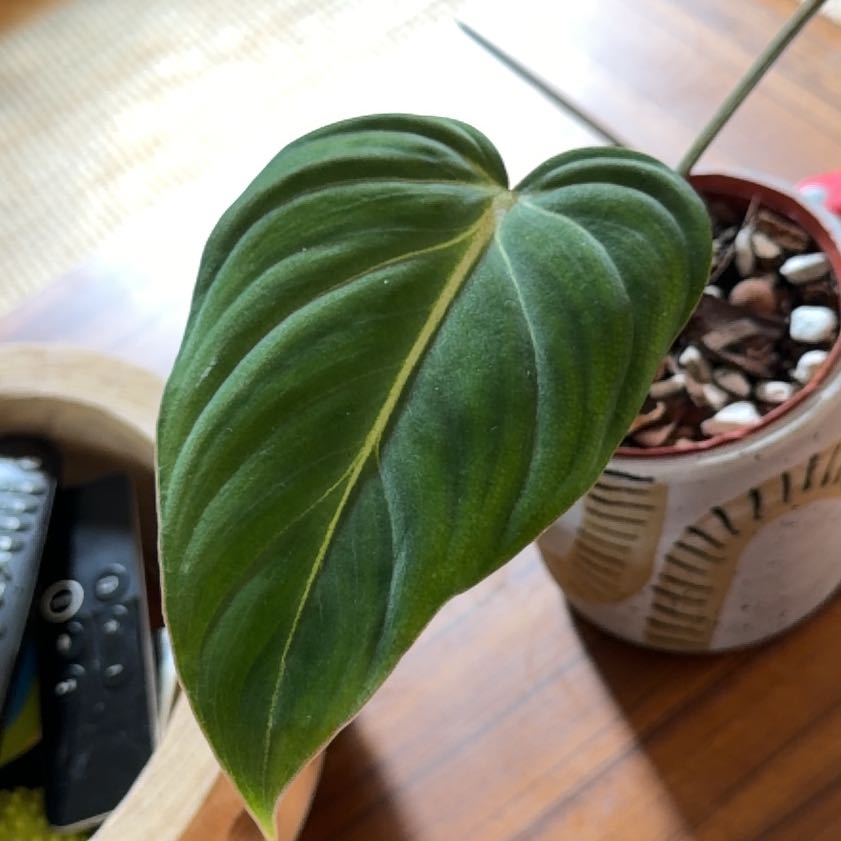Photo of the plant species Philodendron gigas by @Dailysuperstar named Achilles on Greg, the plant care app